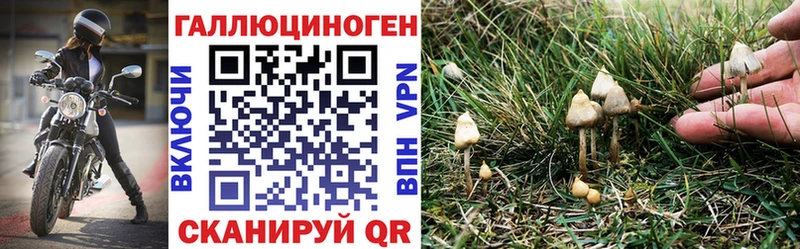 KRAKEN рабочий сайт  где купить   Пустошка  Псилоцибиновые грибы Magic Shrooms 